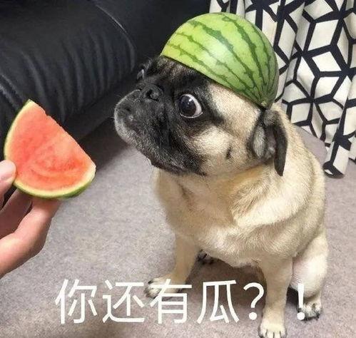 最新吃瓜爆料图片表情包,揭秘最新吃瓜爆料表情包背后的故事